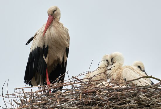 Russia Wildlife Storks