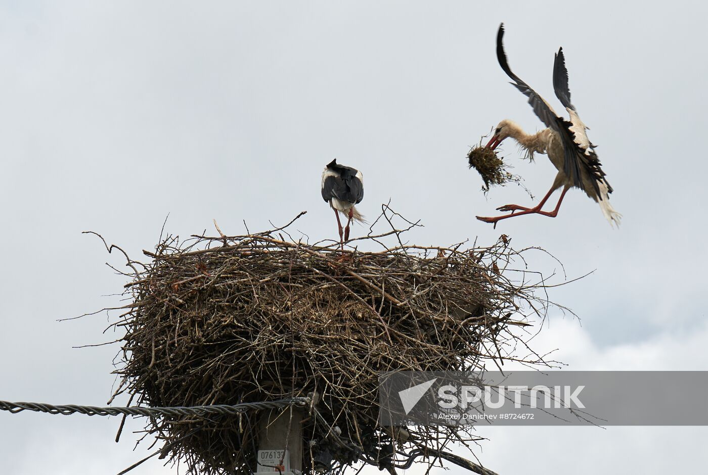 Russia Wildlife Storks