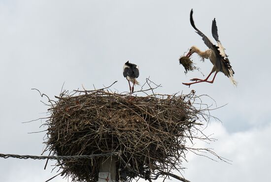 Russia Wildlife Storks