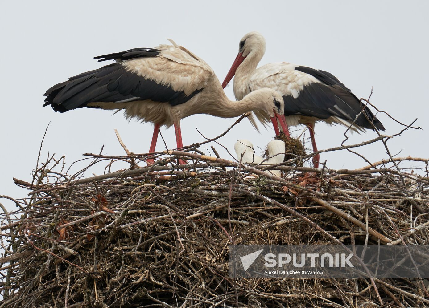 Russia Wildlife Storks