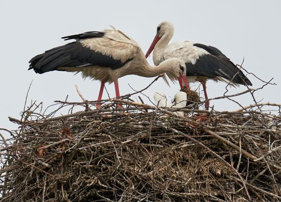 Russia Wildlife Storks