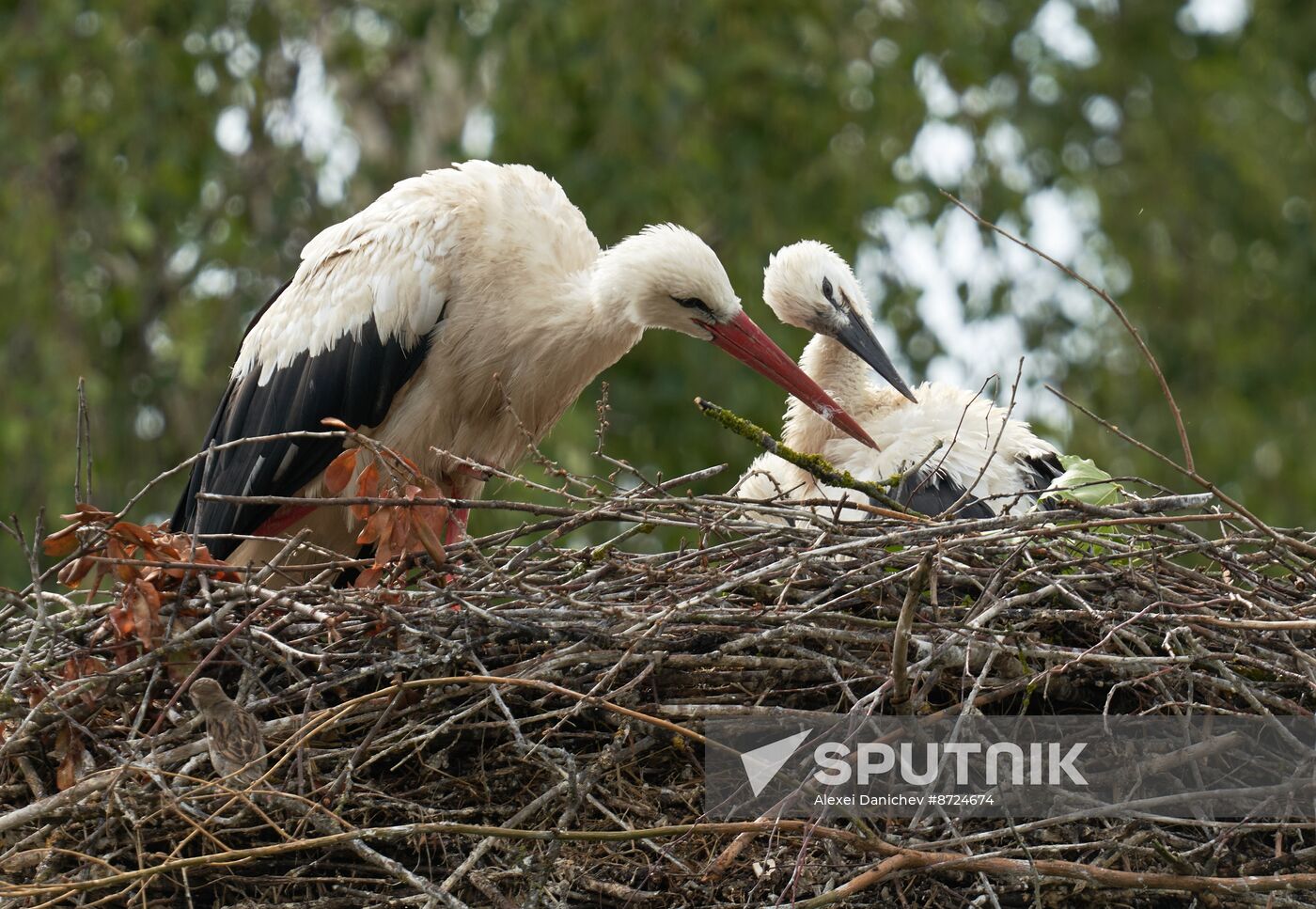 Russia Wildlife Storks