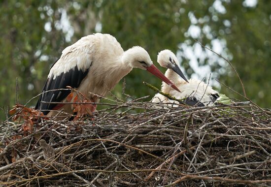 Russia Wildlife Storks