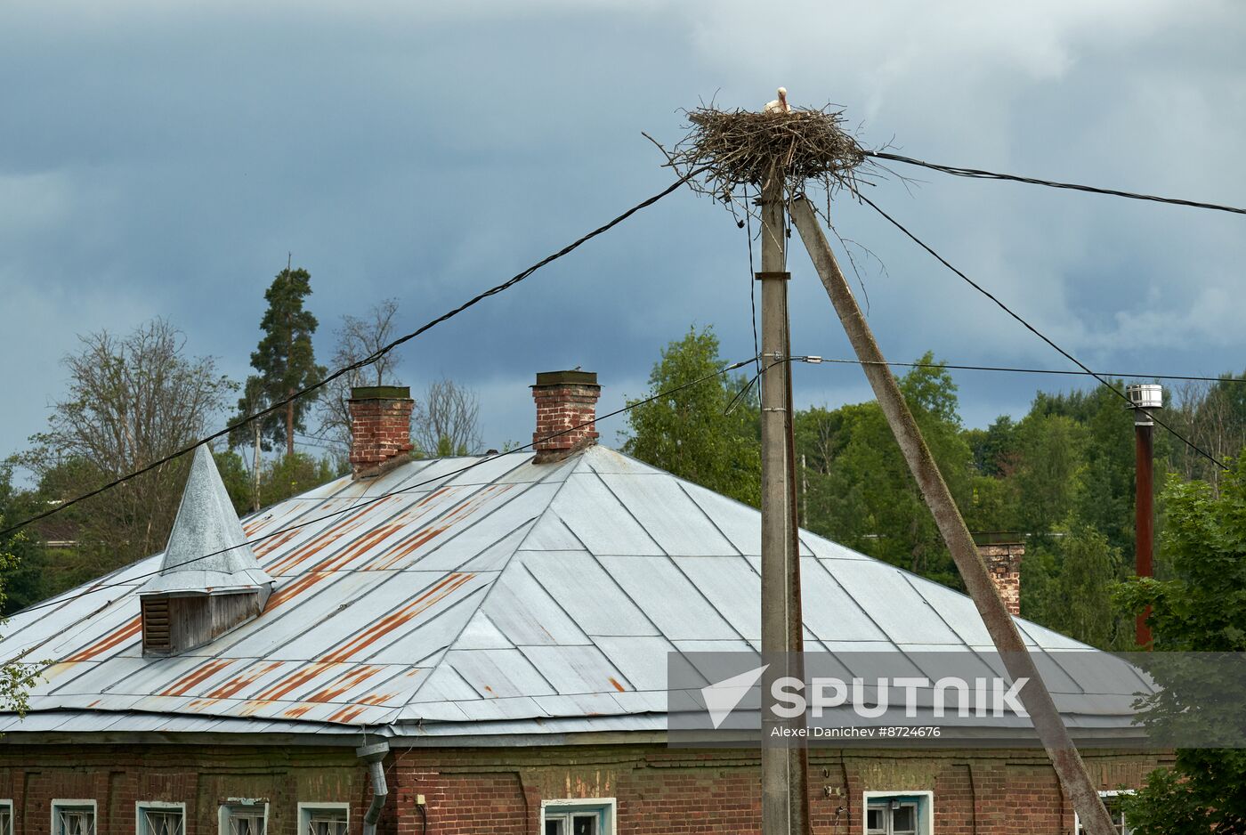 Russia Wildlife Storks