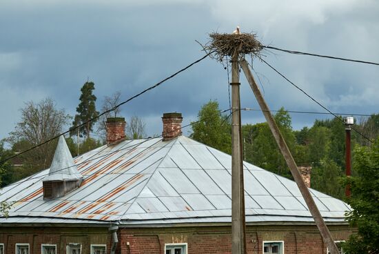 Russia Wildlife Storks