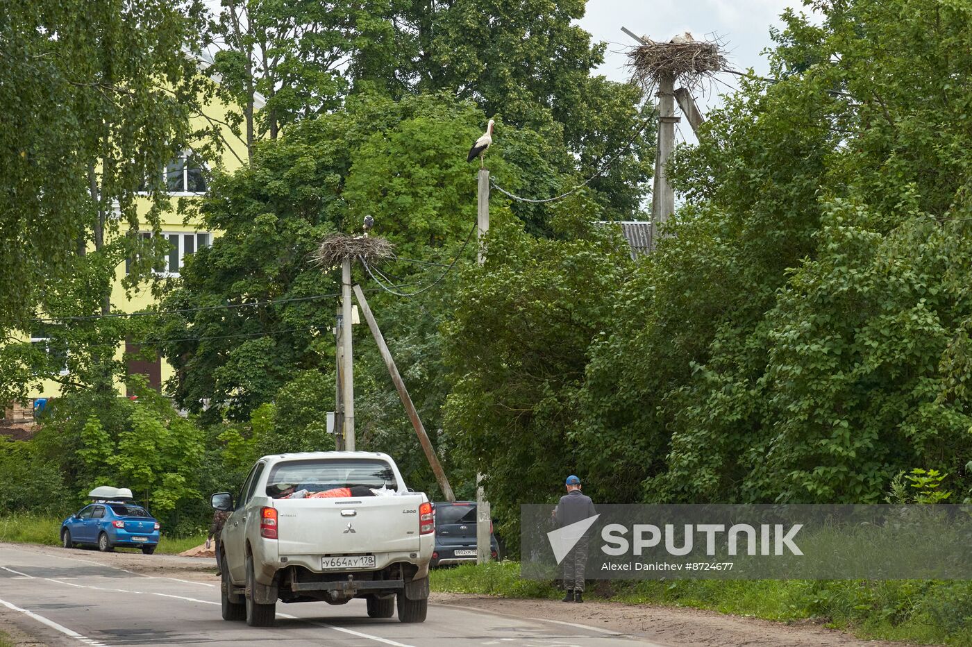 Russia Wildlife Storks