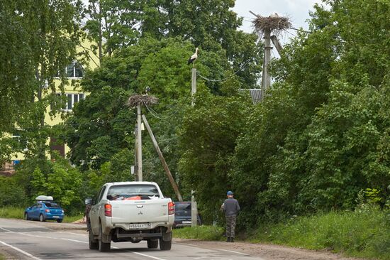 Russia Wildlife Storks