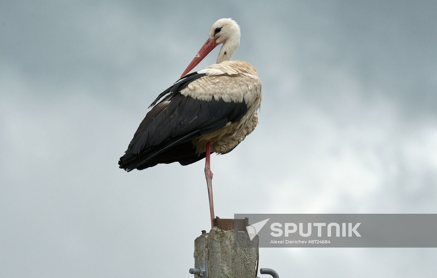 Russia Wildlife Storks