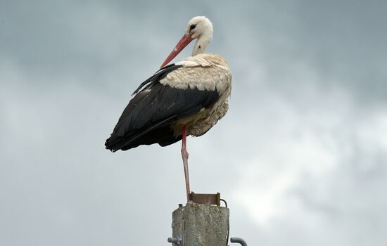 Russia Wildlife Storks