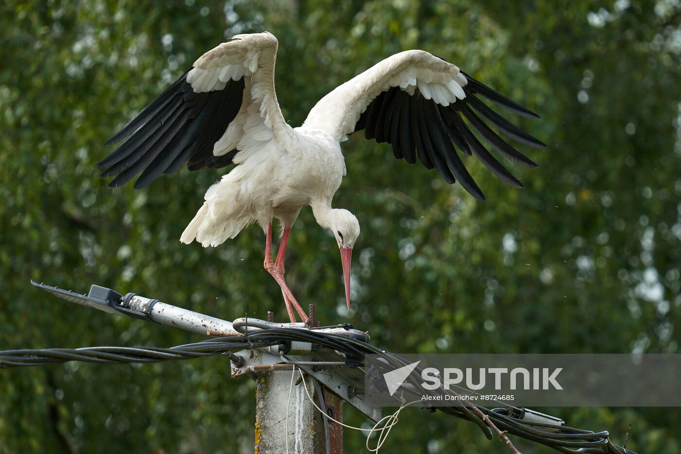 Russia Wildlife Storks