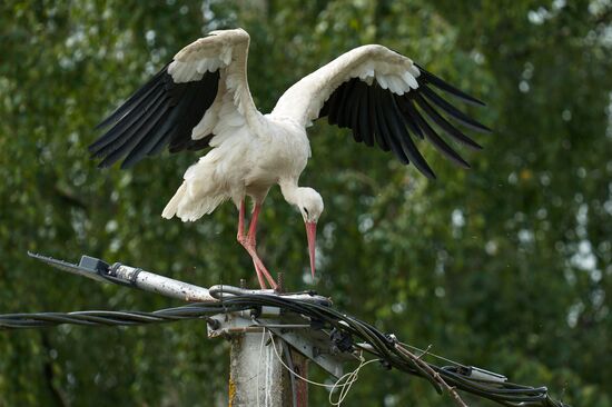 Russia Wildlife Storks