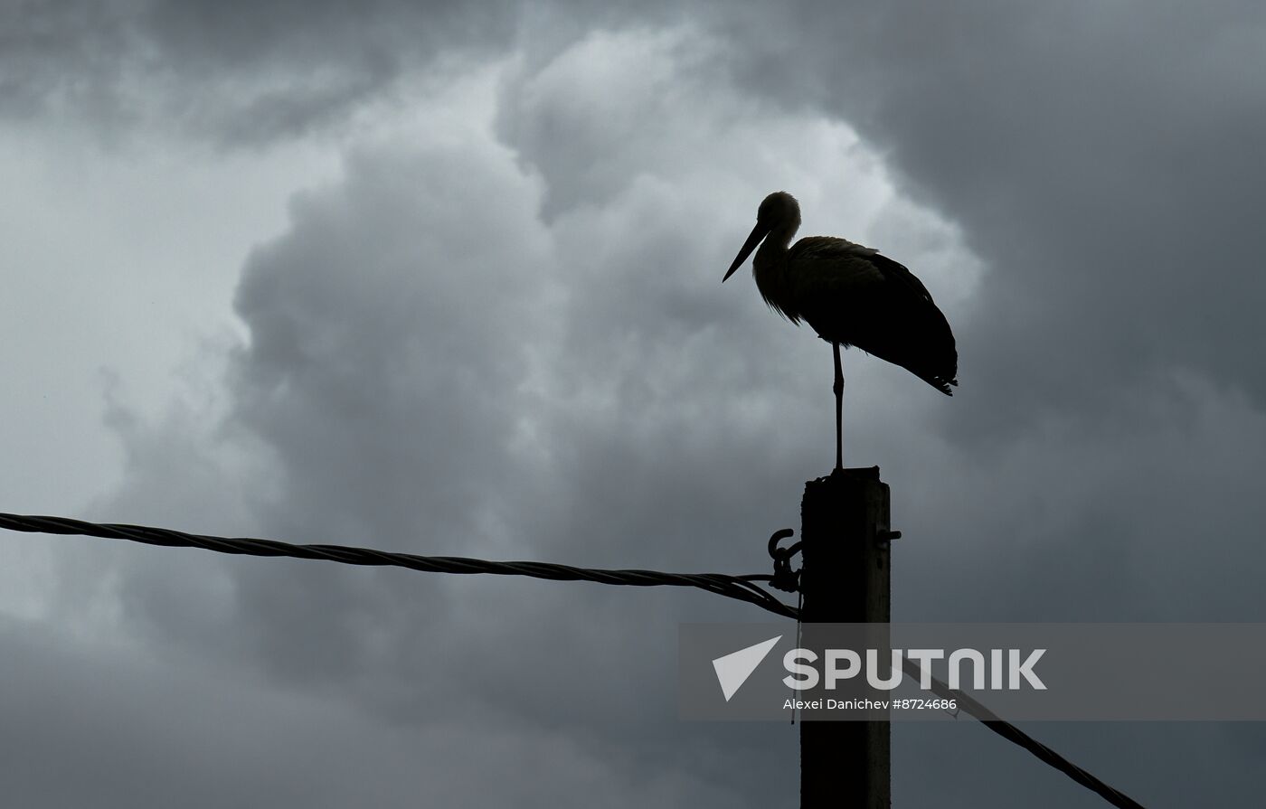 Russia Wildlife Storks