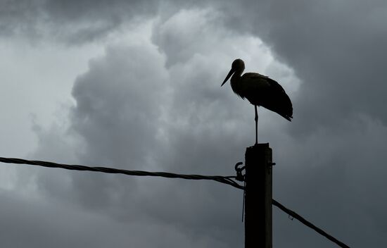 Russia Wildlife Storks