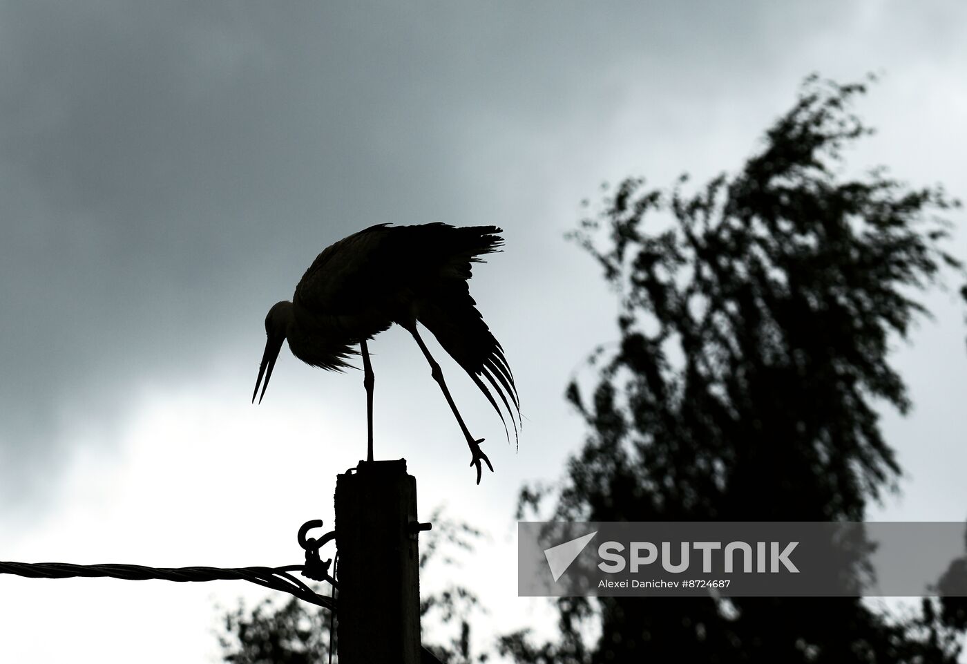 Russia Wildlife Storks