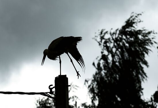 Russia Wildlife Storks