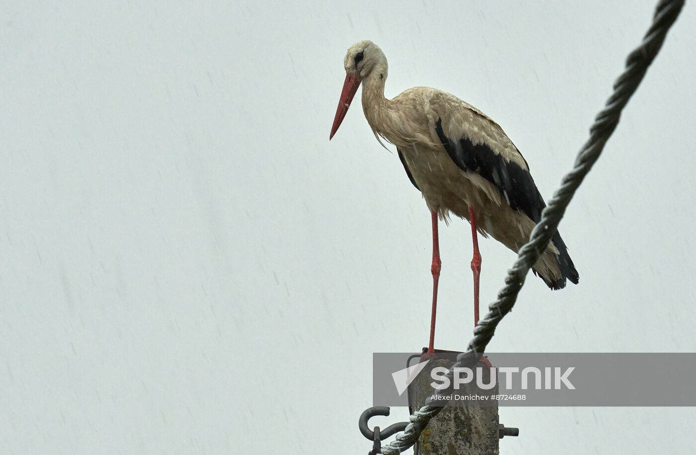 Russia Wildlife Storks