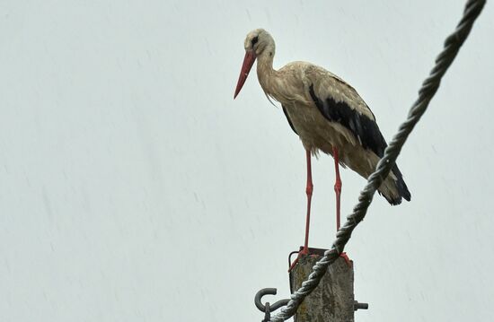 Russia Wildlife Storks