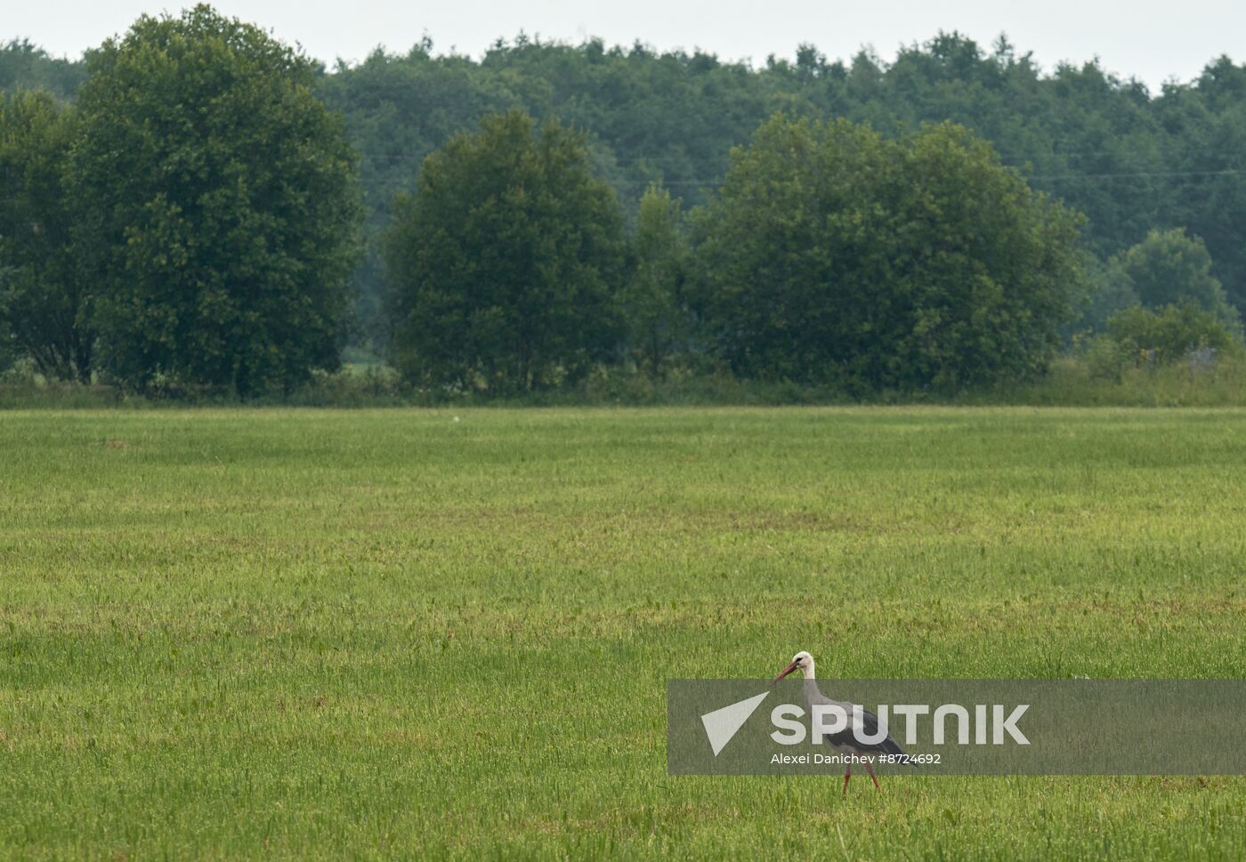 Russia Wildlife Storks