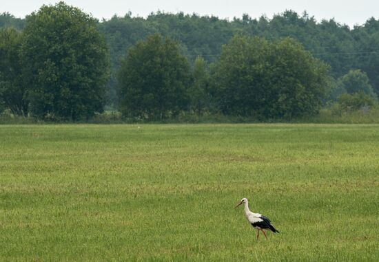 Russia Wildlife Storks