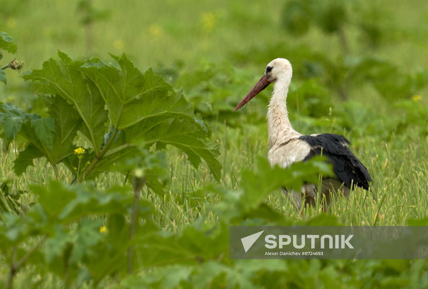 Russia Wildlife Storks