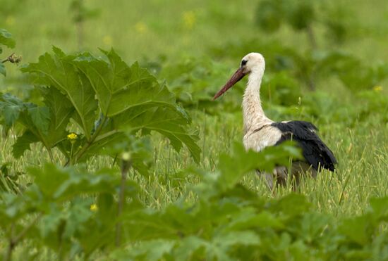 Russia Wildlife Storks