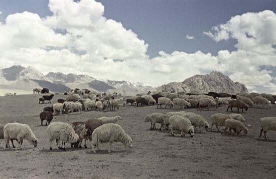 Sheep flock in Tajikistan's Vakhsh Valley