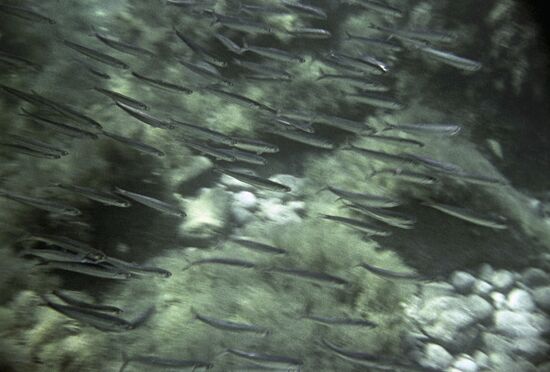 Spearfishing in the Black Sea