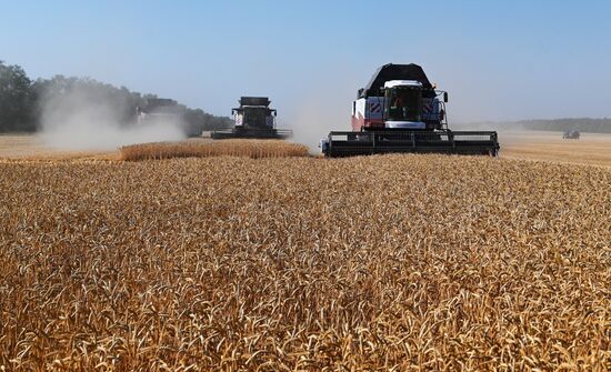 Russia Agriculture Wheat Harvesting
