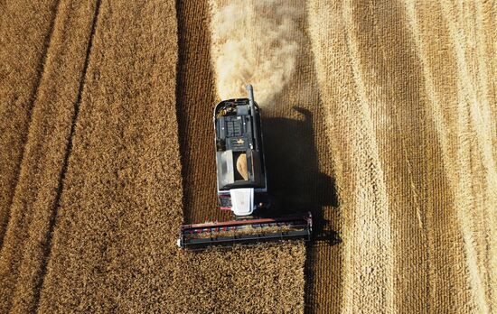 Russia Agriculture Wheat Harvesting