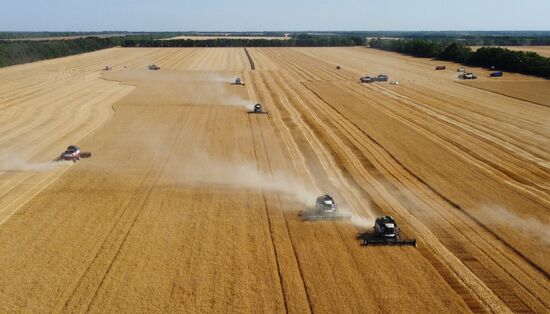 Russia Agriculture Wheat Harvesting