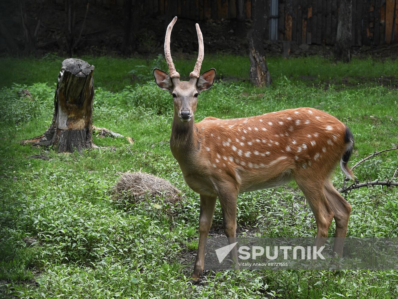 Russia Zoo