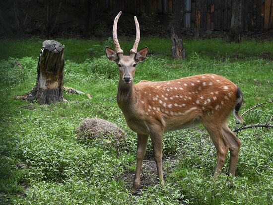 Russia Zoo