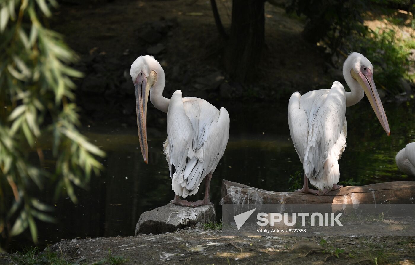 Russia Zoo