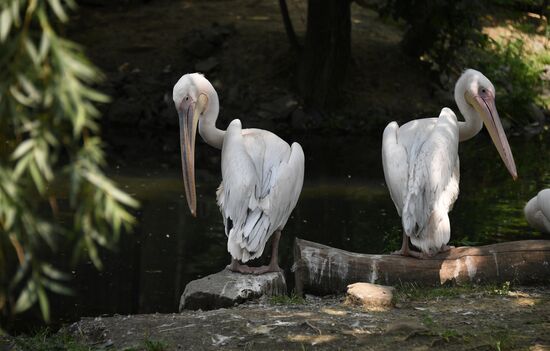 Russia Zoo
