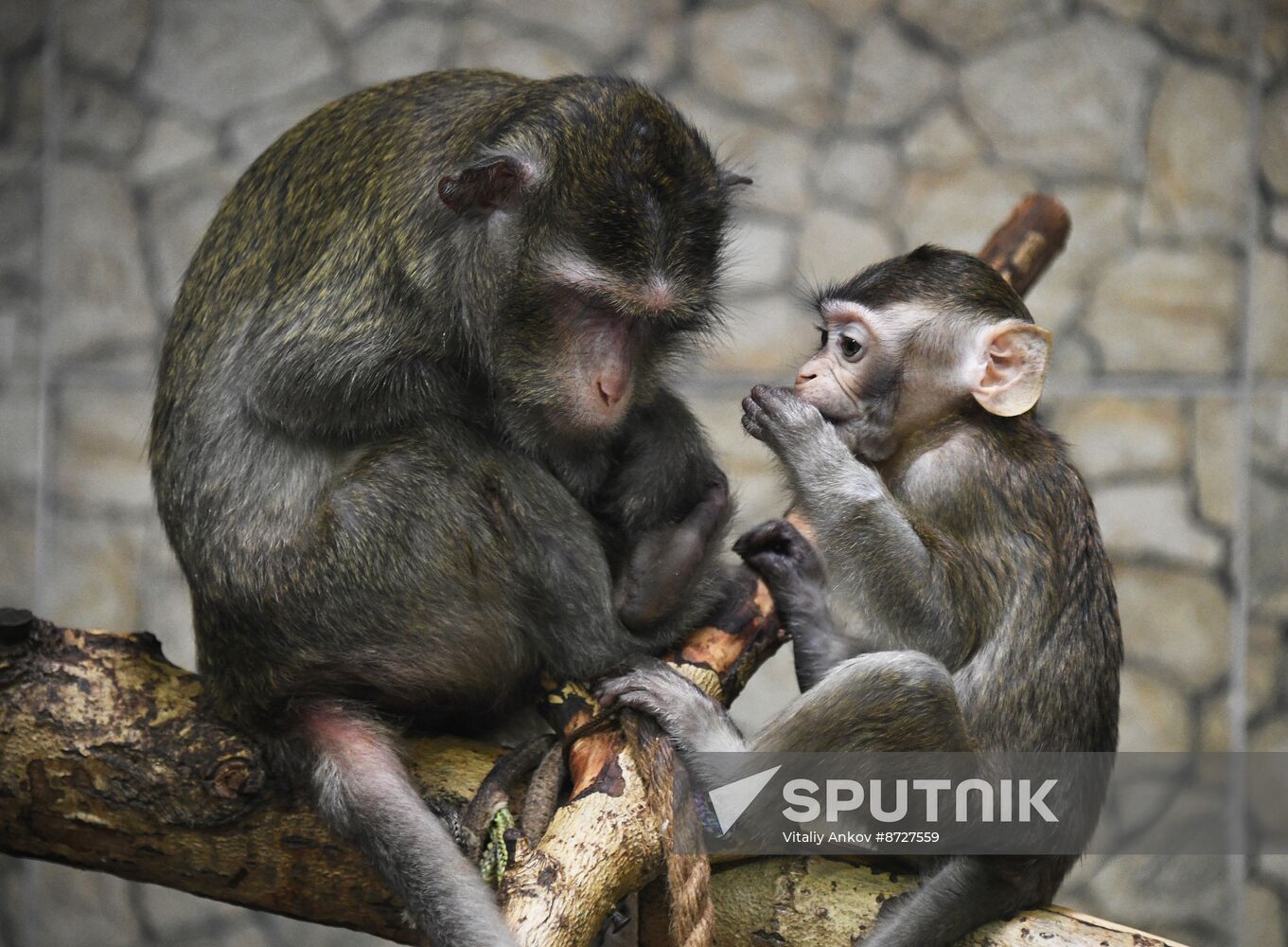Russia Zoo