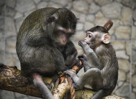 Russia Zoo