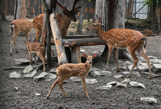 Russia Zoo