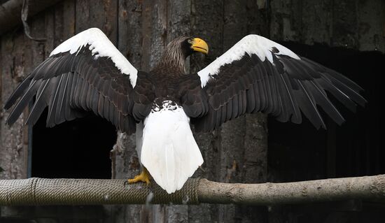 Russia Zoo