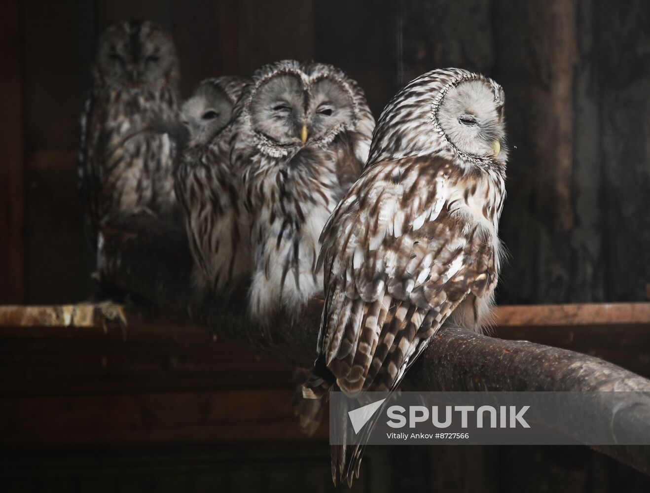 Russia Zoo