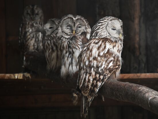 Russia Zoo