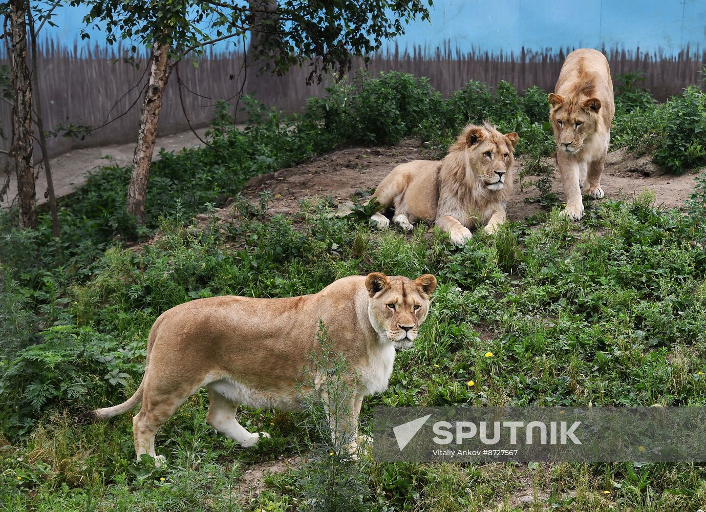 Russia Zoo