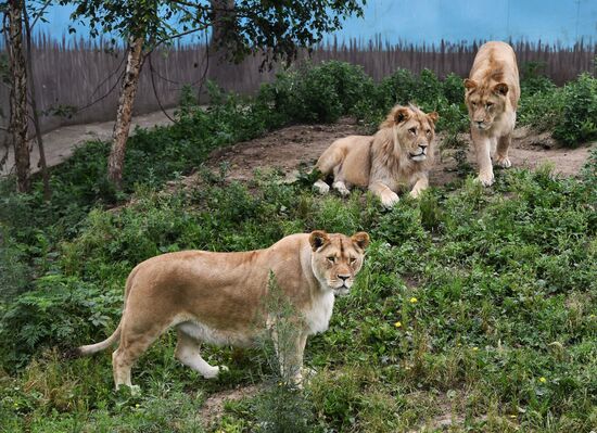 Russia Zoo