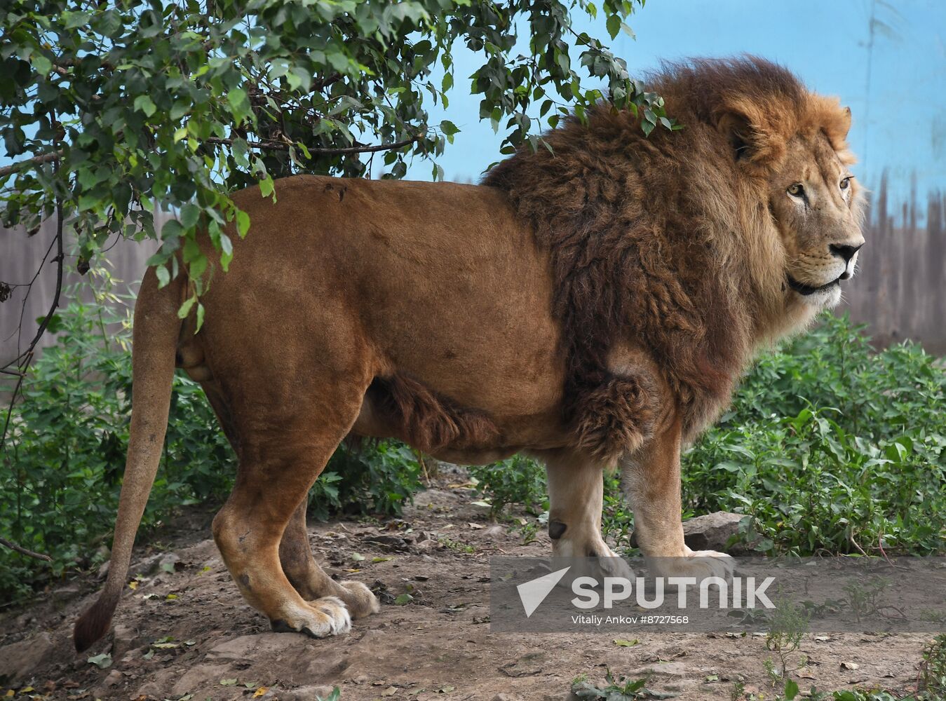 Russia Zoo
