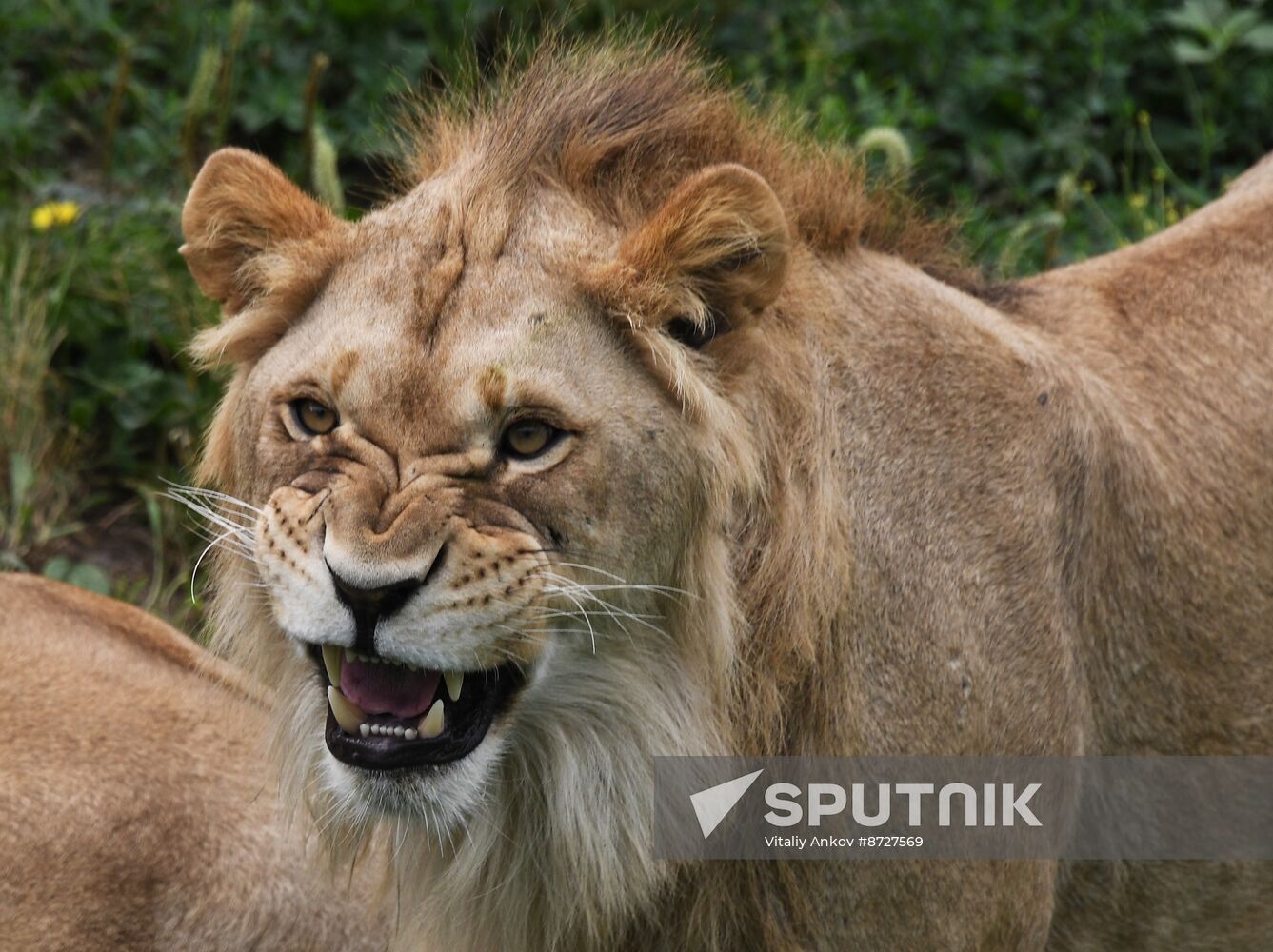 Russia Zoo