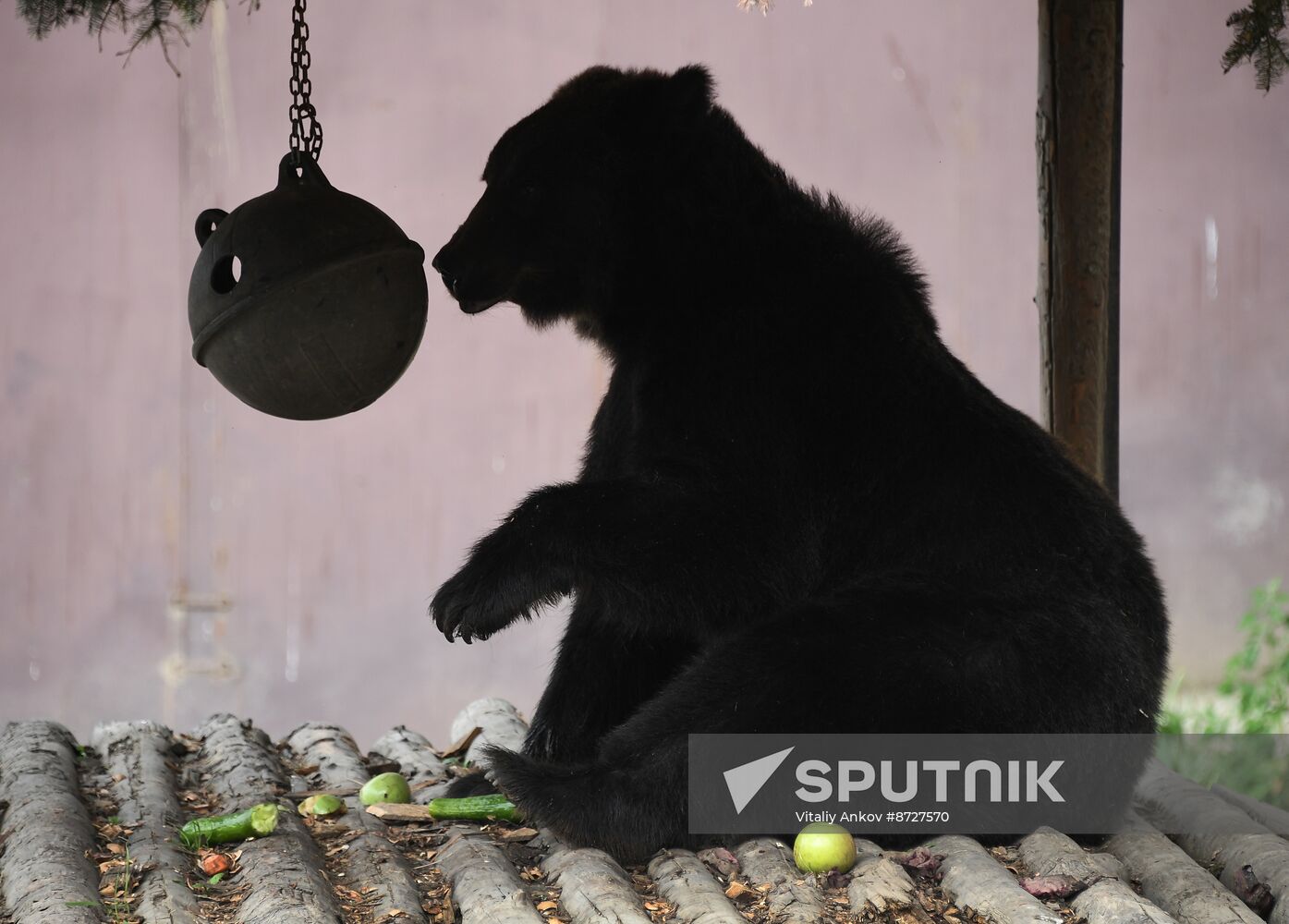 Russia Zoo
