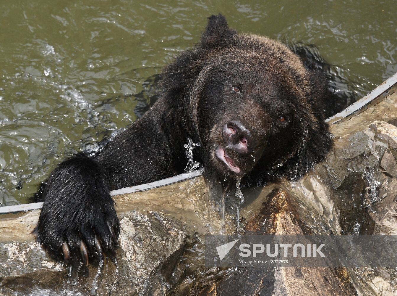 Russia Zoo