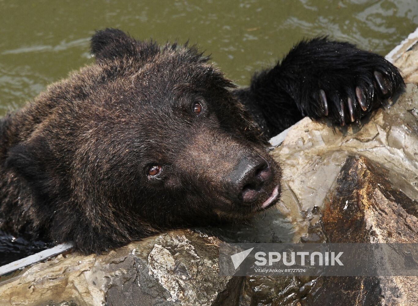 Russia Zoo