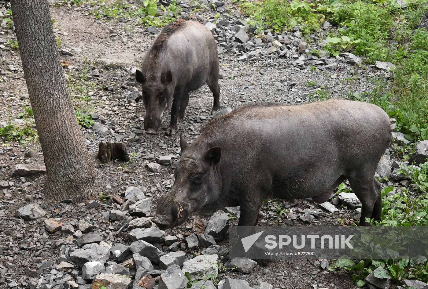 Russia Zoo