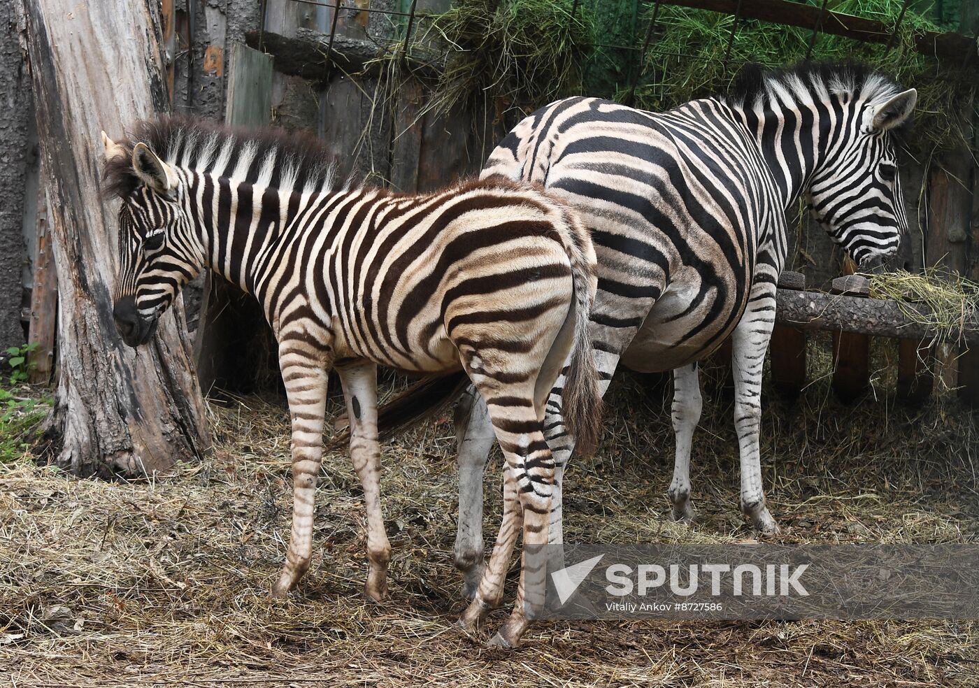 Russia Zoo