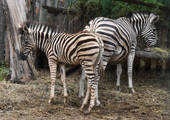 Russia Zoo